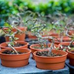 Tips memindahkan tanaman